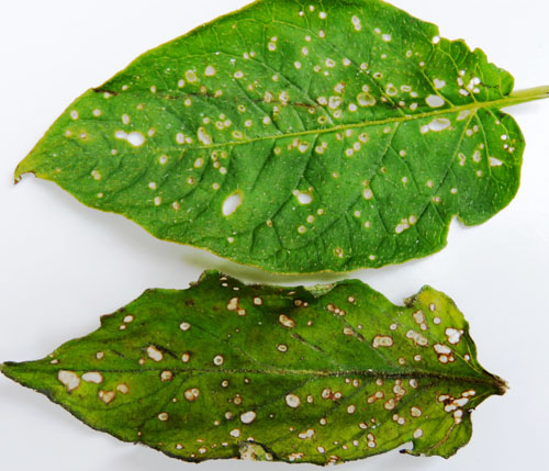Tuber flea beetle leaf damage